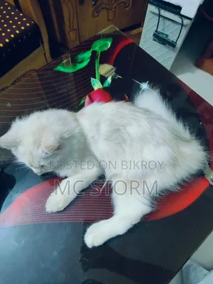 ১-৩ মাসের মেল পিউরব্রেড পার্সিয়ান