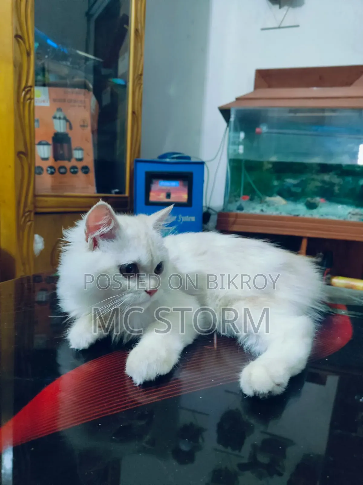১-৩ মাসের মেল পিউরব্রেড পার্সিয়ান