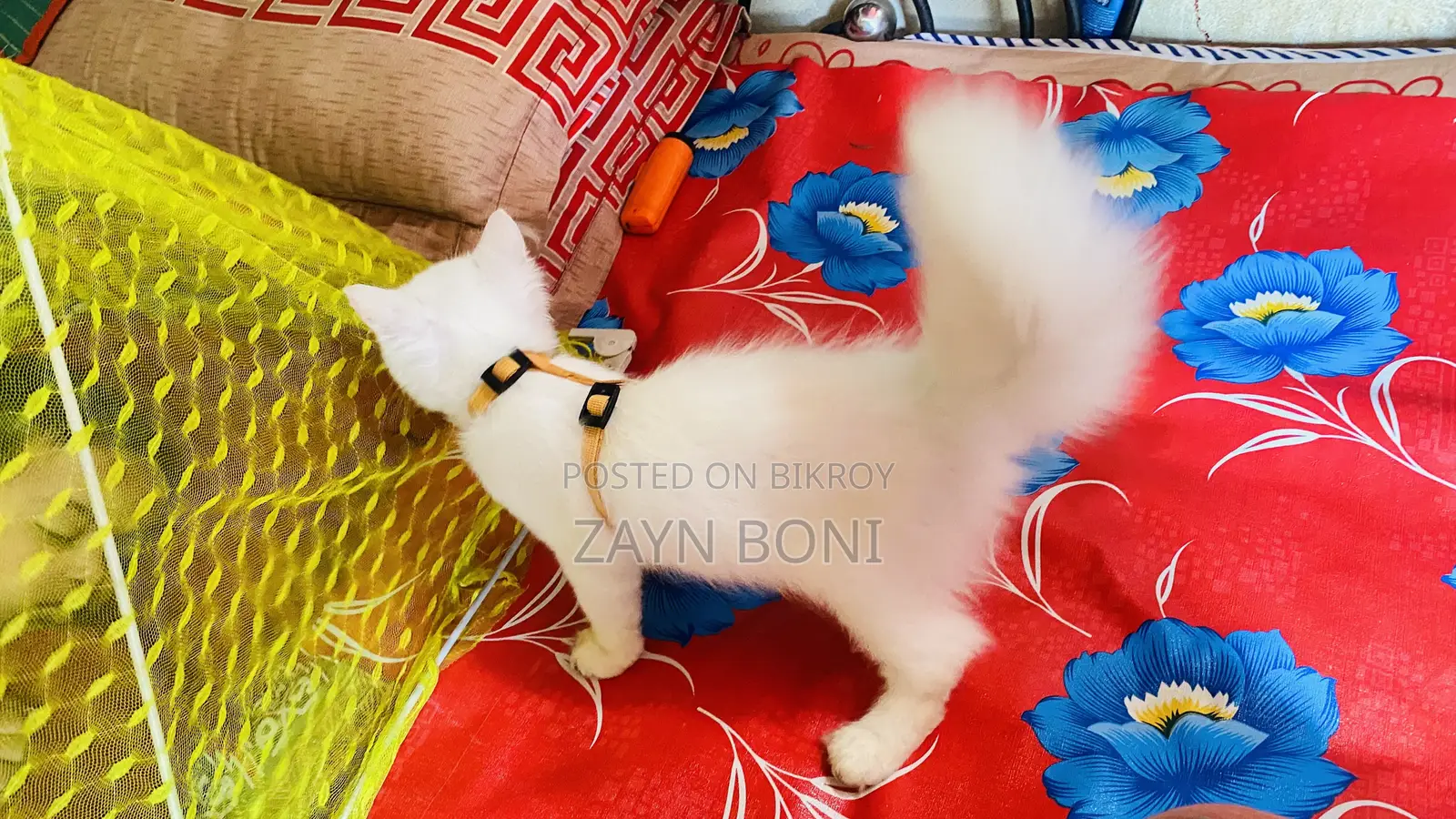 ১-৩ মাস বয়সী ফিমেল পিওরব্রেড পারশিয়ান