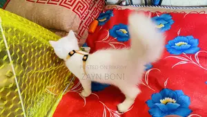 ১-৩ মাস বয়সী ফিমেল পিওরব্রেড পারশিয়ান