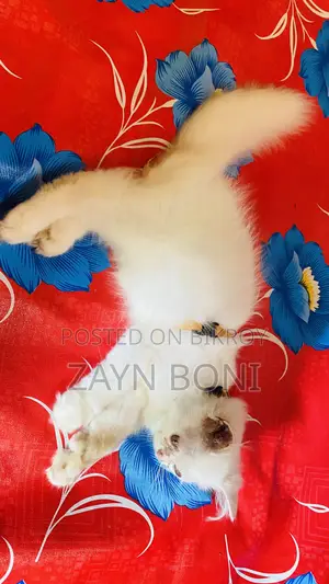১-৩ মাস বয়সী ফিমেল পিওরব্রেড পারশিয়ান