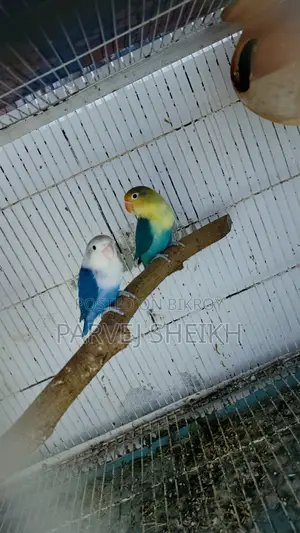 Lovebird432
