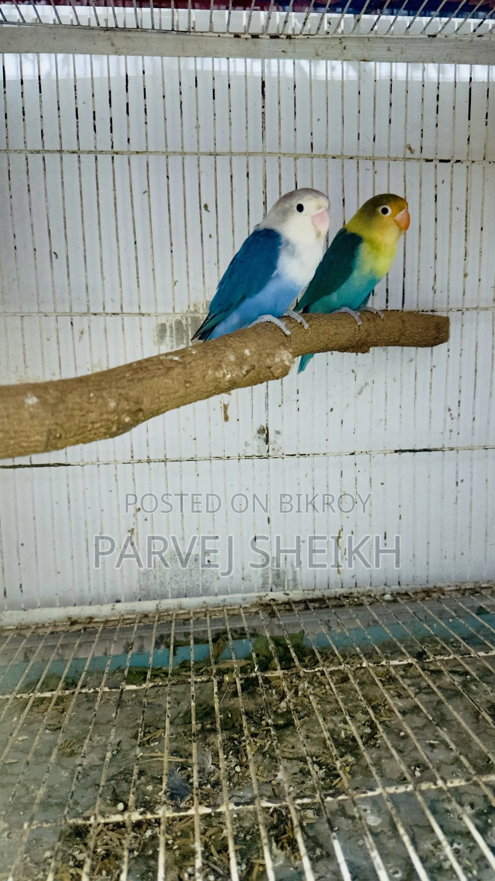 Lovebird432