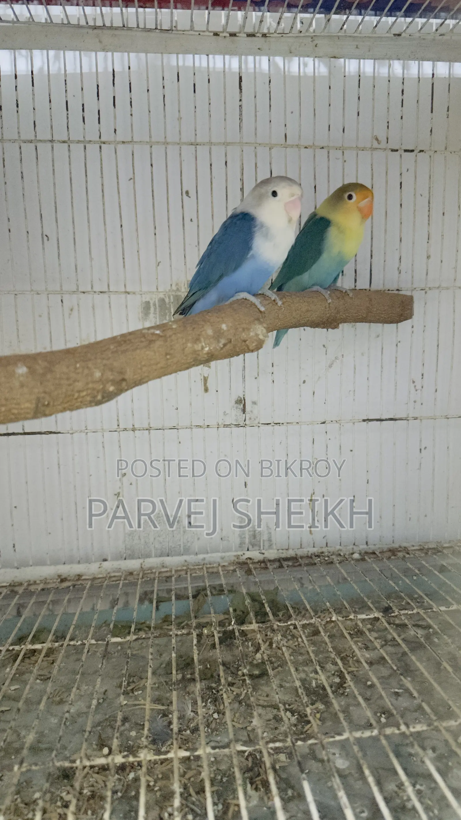 Lovebird432