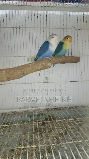 Lovebird432
