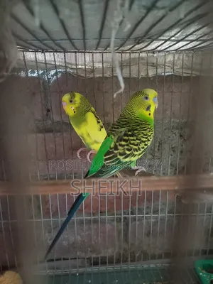Budgerigar bird