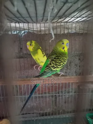 Budgerigar bird