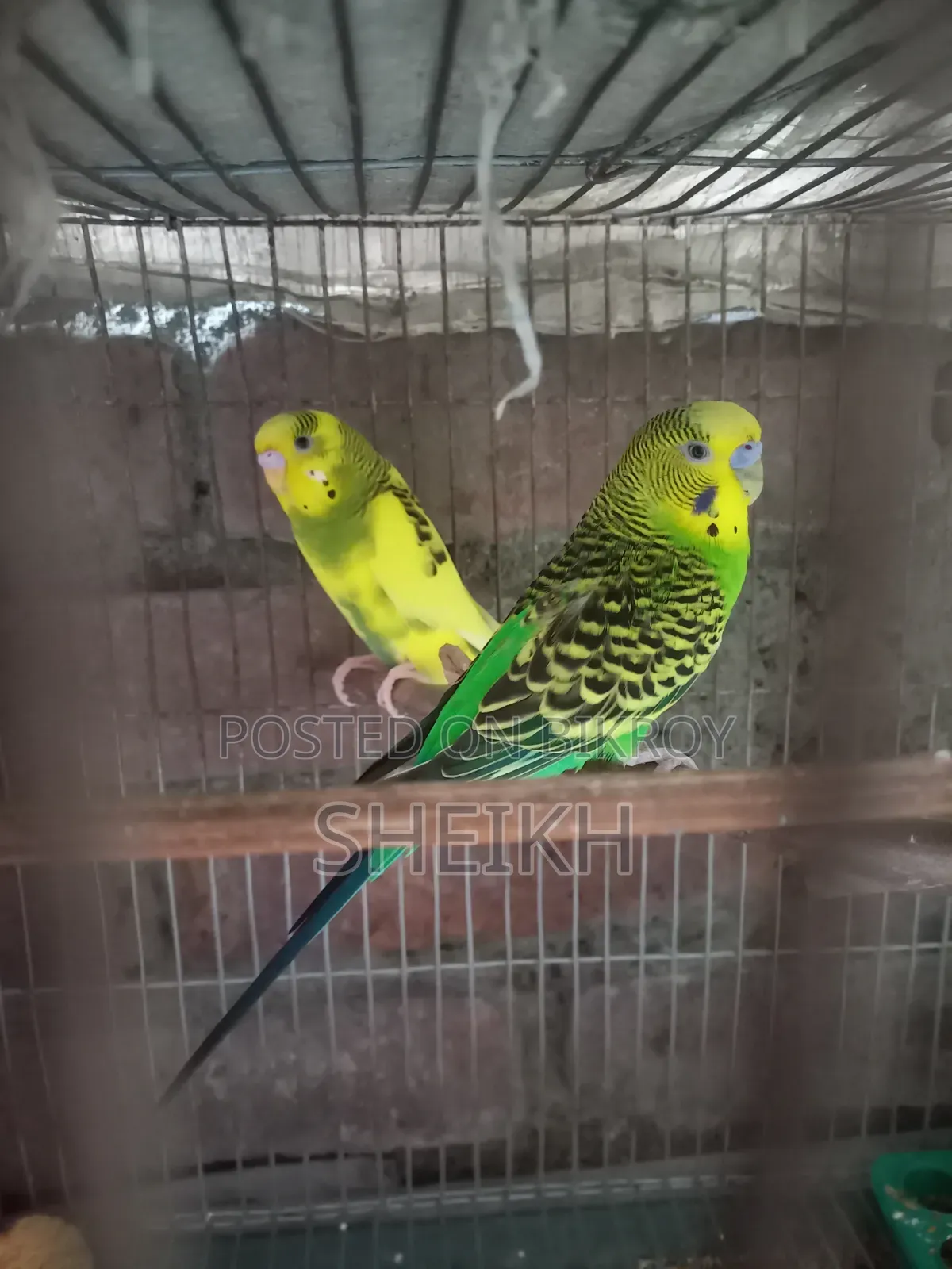 Budgerigar bird