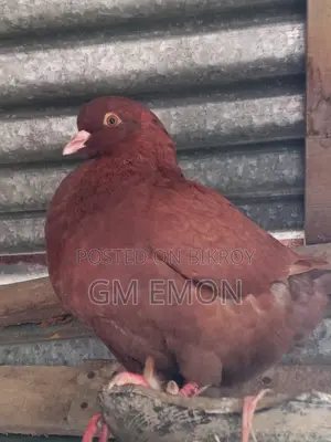 King Pigeon (Male)