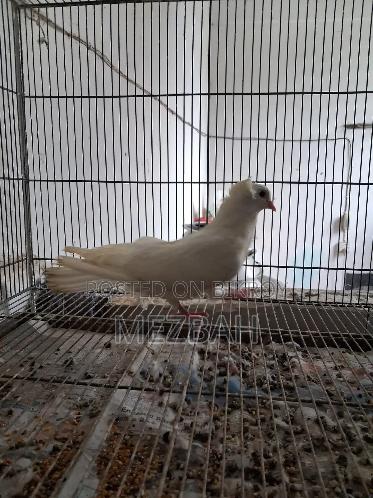 Pervin Kobutar Baby