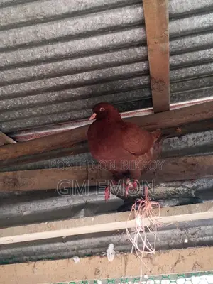 King Pigeon (Male)