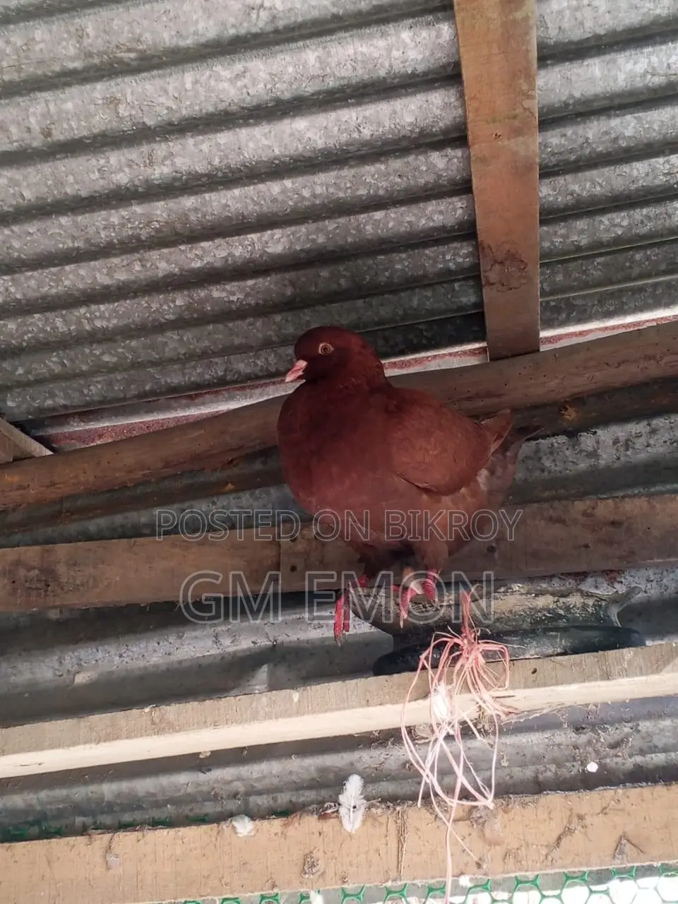 King Pigeon (Male)