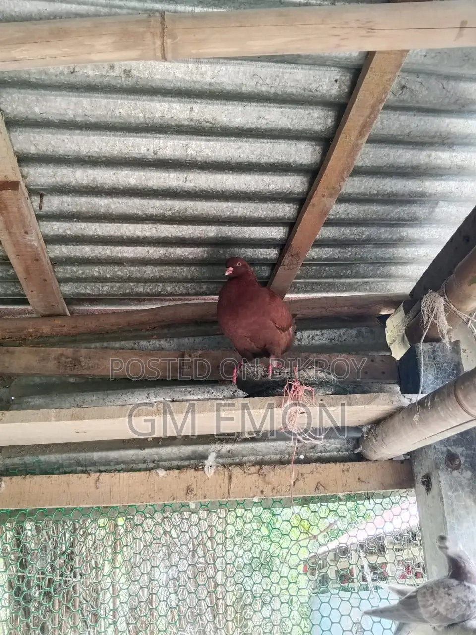 King Pigeon (Male)