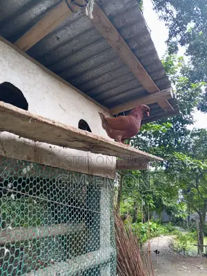 King Pigeon (Male)