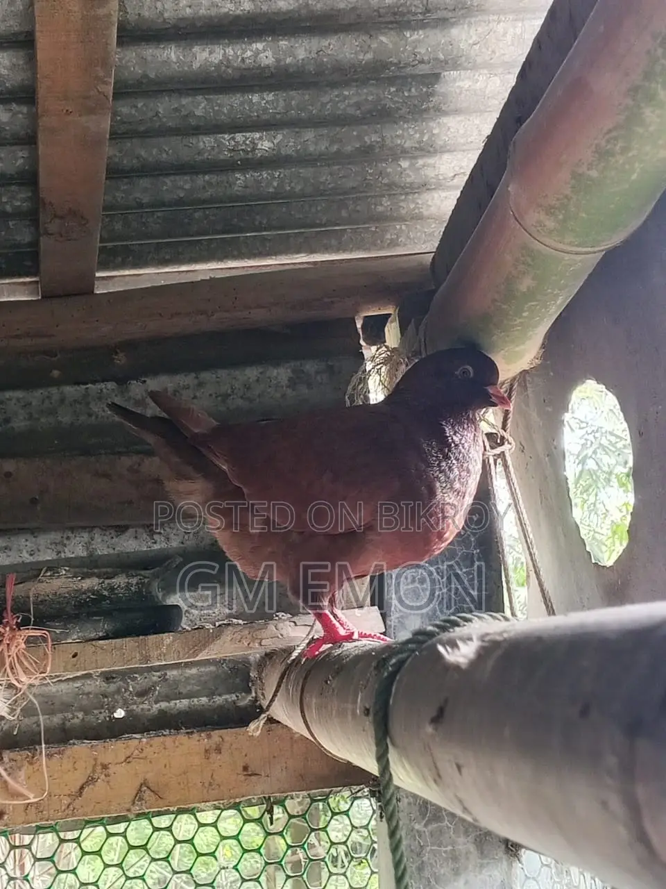 King Pigeon (Male)