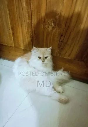৬-১২ মাস বয়সী মাদি খাঁটি পার্সিয়ান বিড়াল