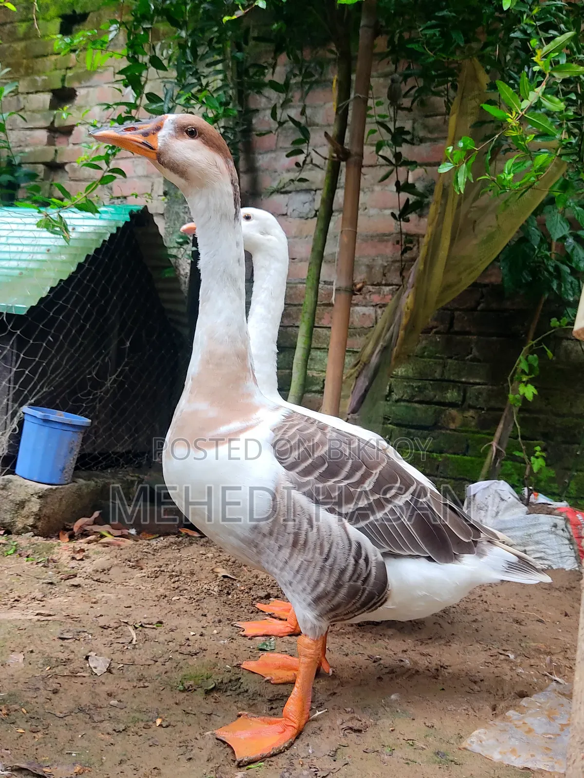 Male Goose