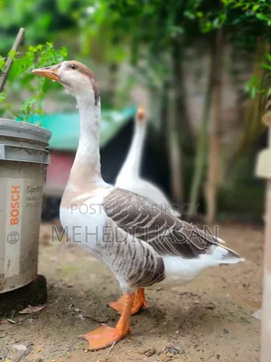 Male Goose