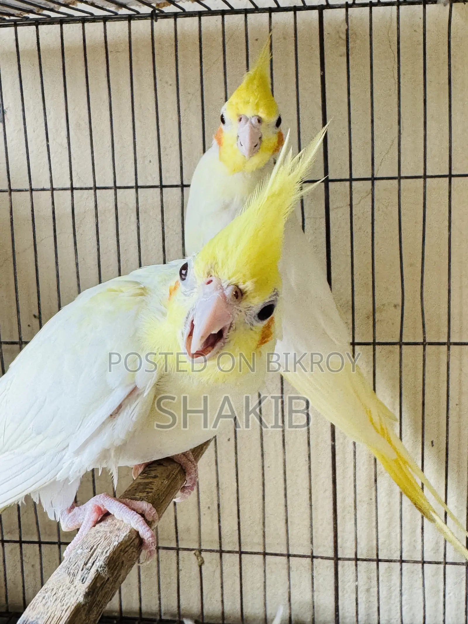 Lutino Red Eye Male Female