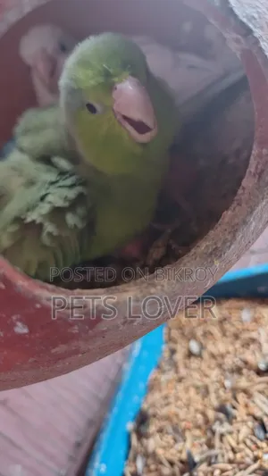 Forpus Bird With 2 Baby