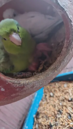 Forpus Bird With 2 Babies
