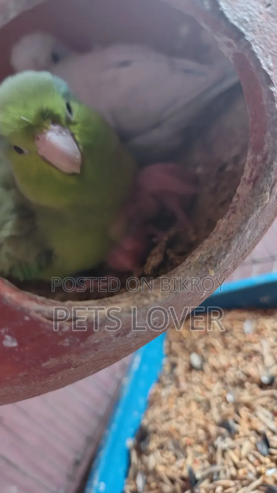 Forpus Bird With 2 Babies