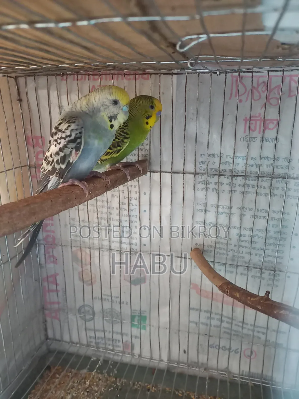 Budgerigar Bird