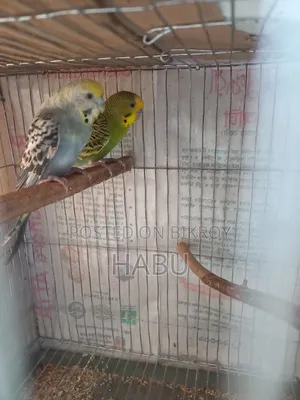 Budgerigar Bird