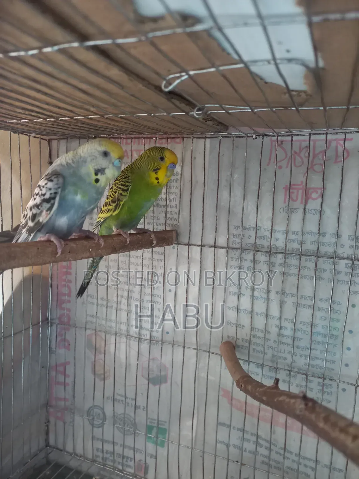 Budgerigar Bird