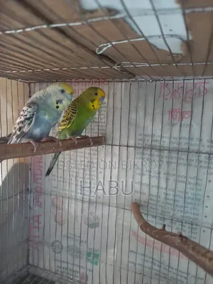 Budgerigar Bird