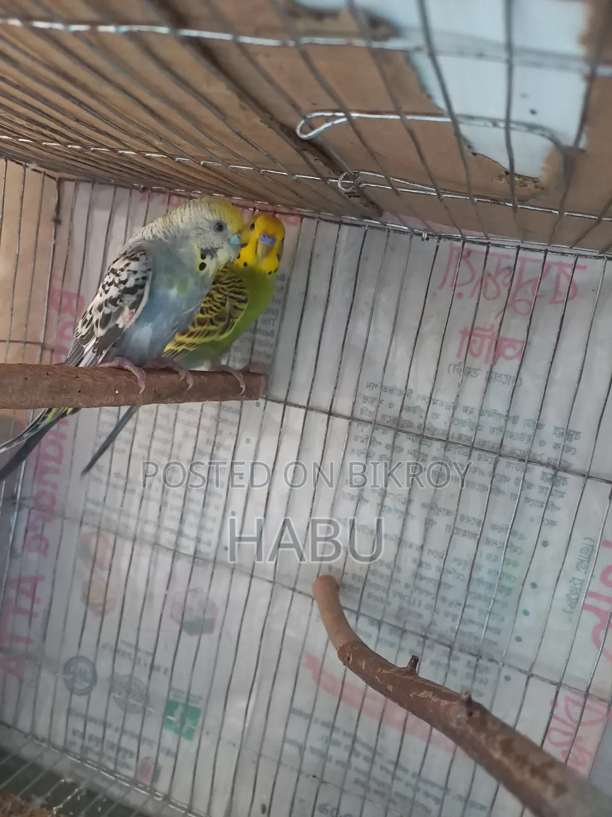 Budgerigar Bird