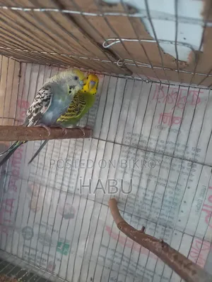 Budgerigar Bird