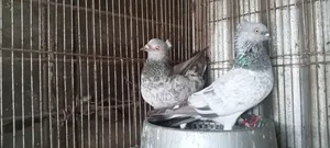 Pure Pigeon Pair