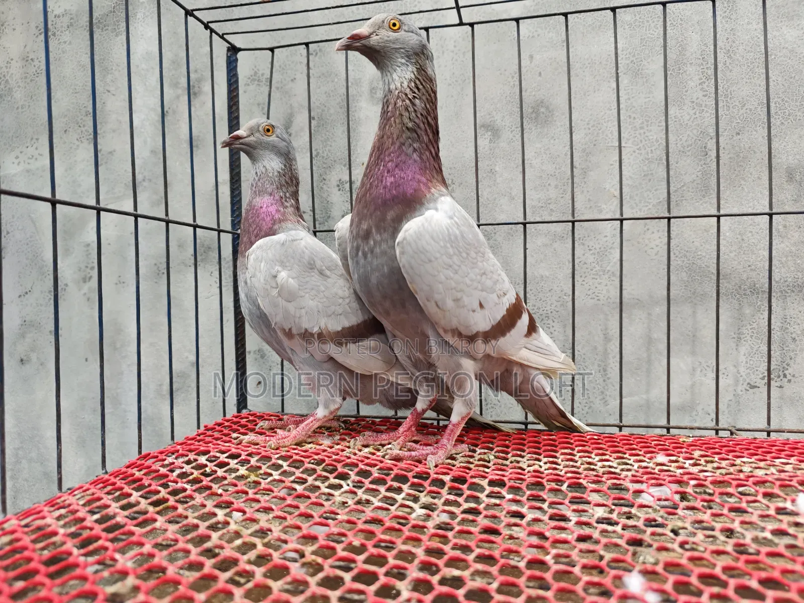 Some Racer Pigeons for Sale