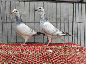 Some Racer Pigeons for Sale