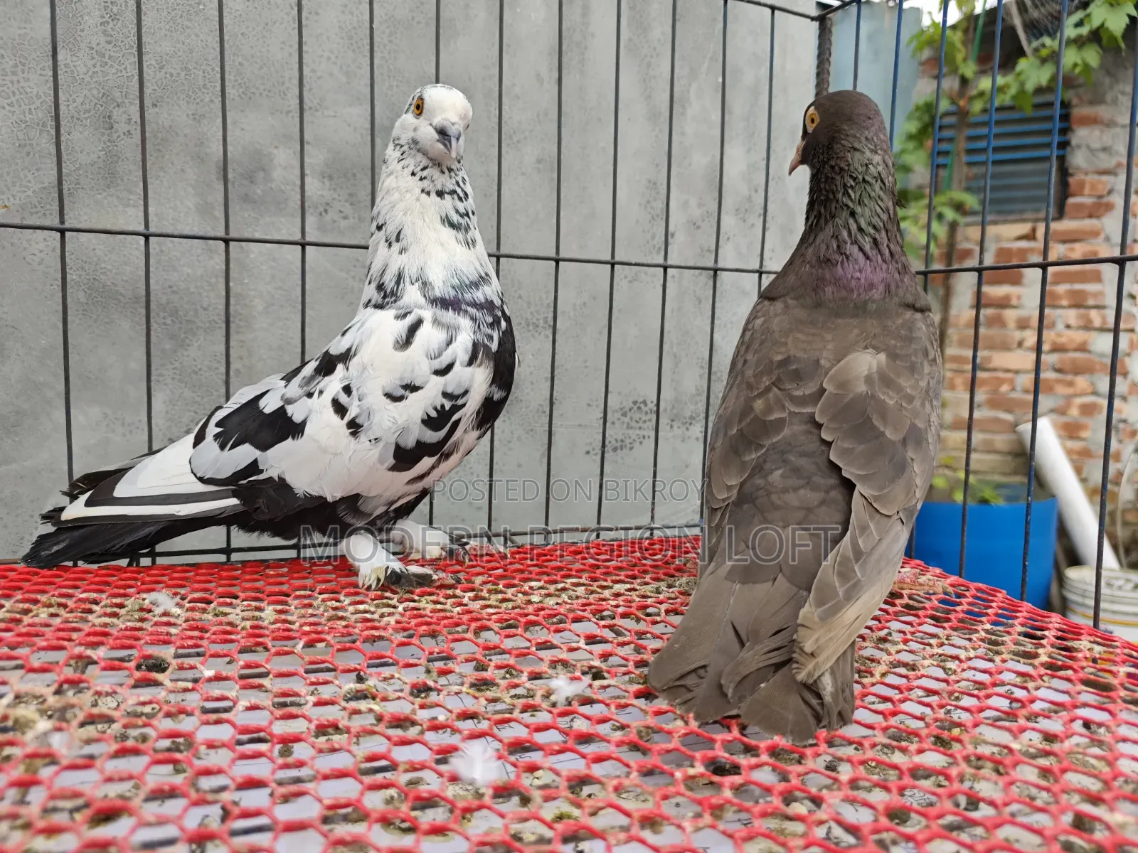 Some Racer Pigeons for Sale