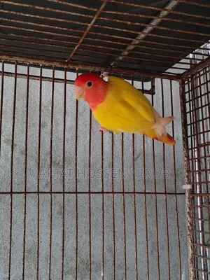 রেড হেড লুটিনো অপালিন
