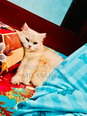 ১+ বছরের মহিলা খাঁটি পার্সিয়ান