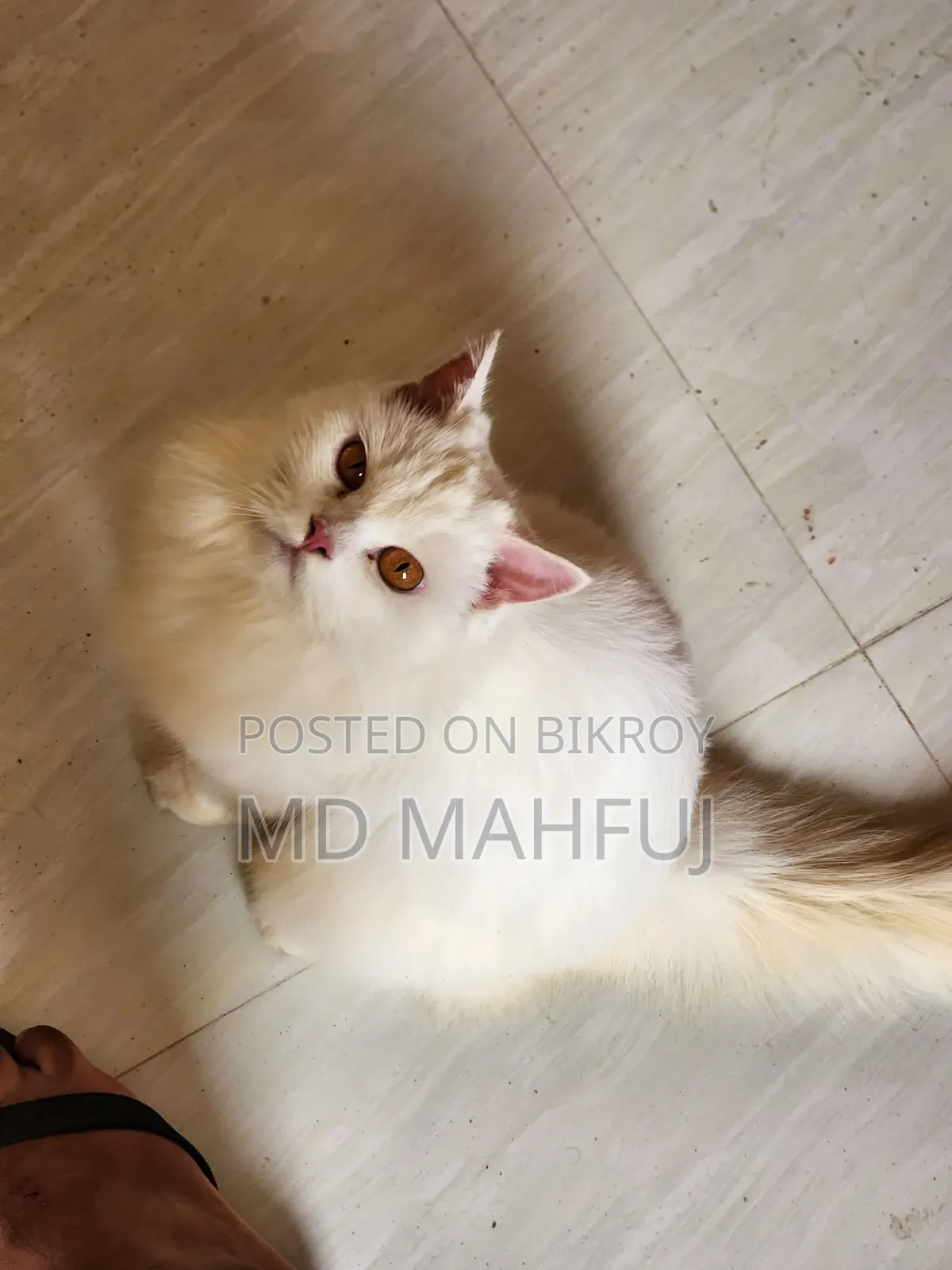 ১+ বছরের মহিলা খাঁটি পার্সিয়ান