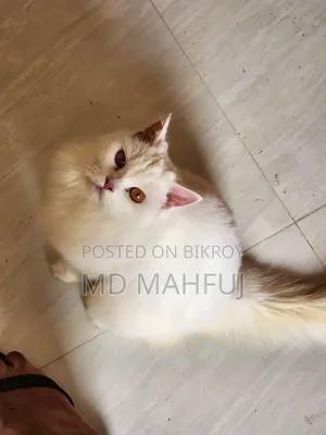 ১+ বছরের মহিলা খাঁটি পার্সিয়ান