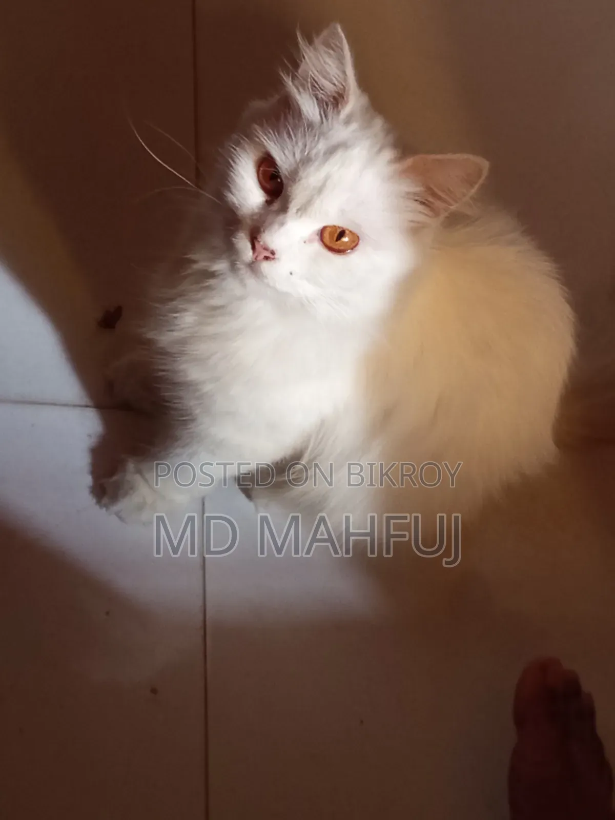 ১+ বছরের মহিলা খাঁটি পার্সিয়ান