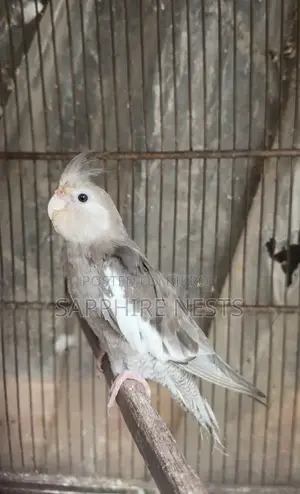 ককটেল পাখি বিক্রয়