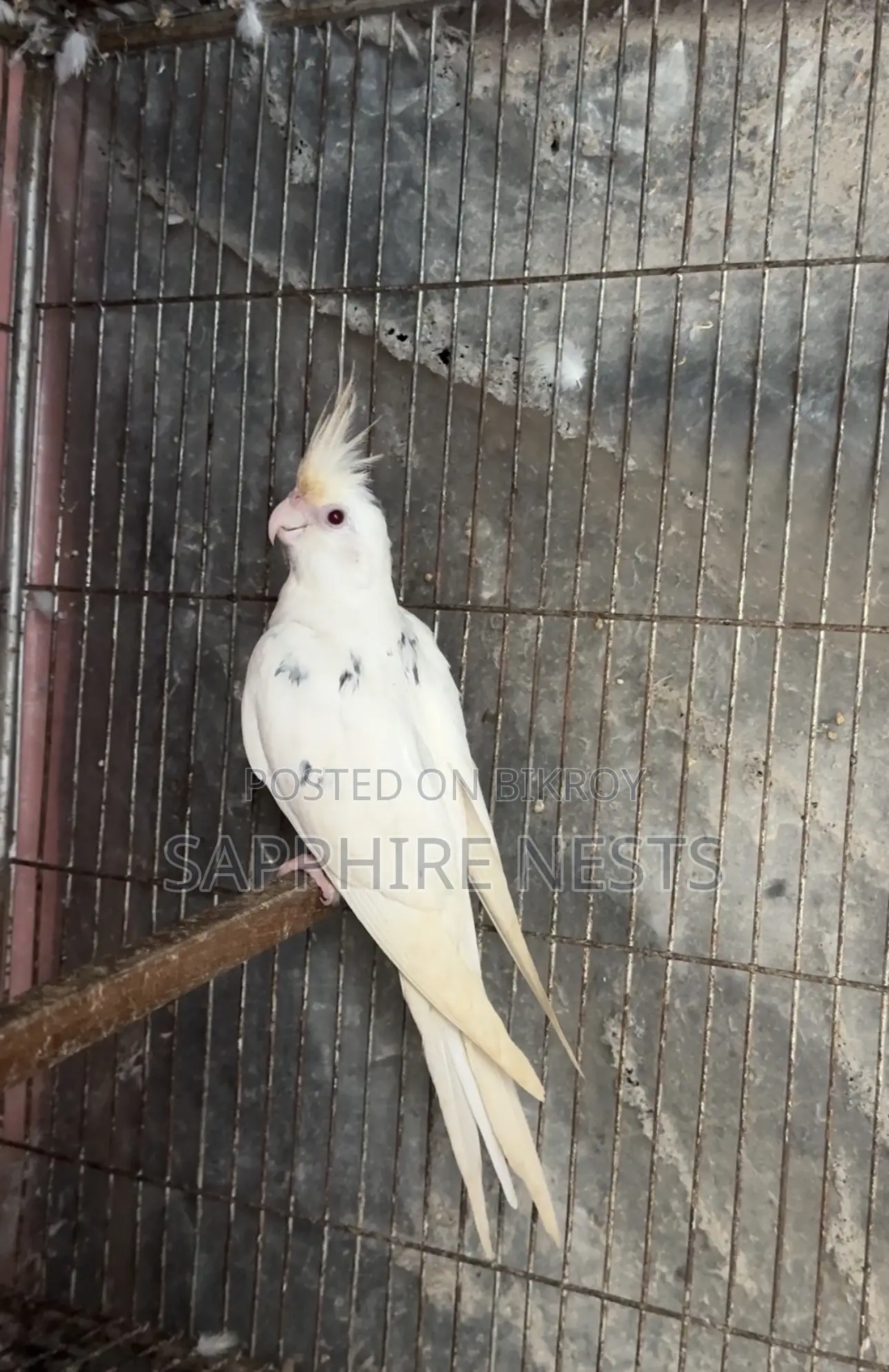 ককটেল পাখি বিক্রয়