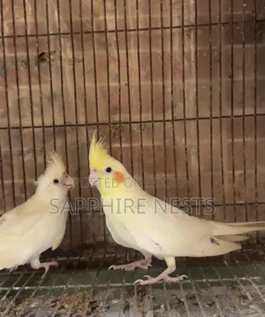 ককটেল পাখি বিক্রয়