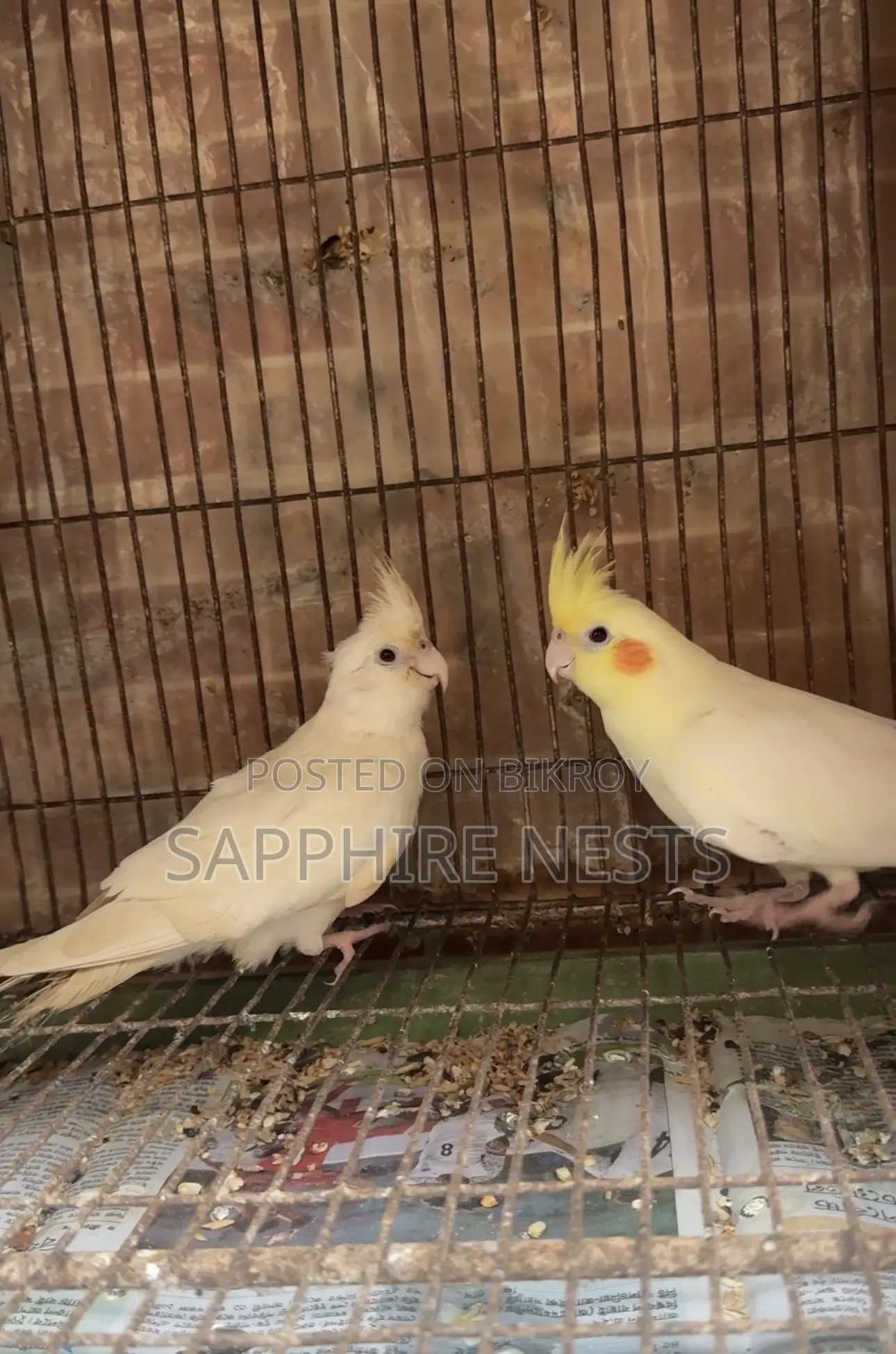 ককটেল পাখি বিক্রয়