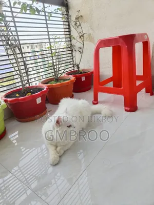 ৬-১২ মাসের মেল পিওরব্রেড পার্সিয়ান