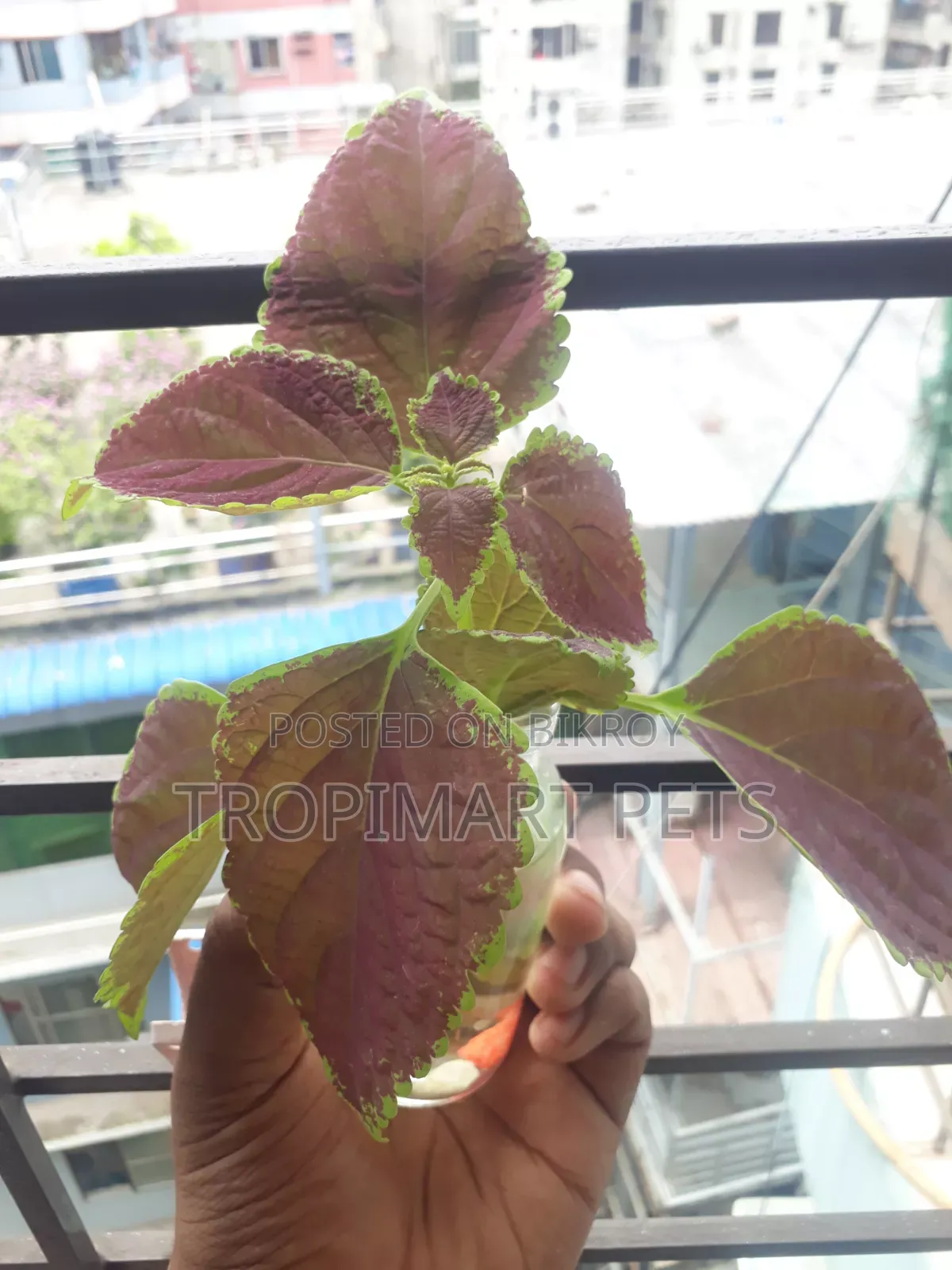 ইনডোর এবং আউটডোরের জন্য ১ পিস কোলিয়াস গাছ