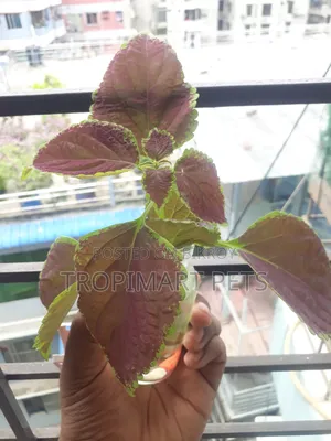 ইনডোর এবং আউটডোরের জন্য ১ পিস কোলিয়াস গাছ