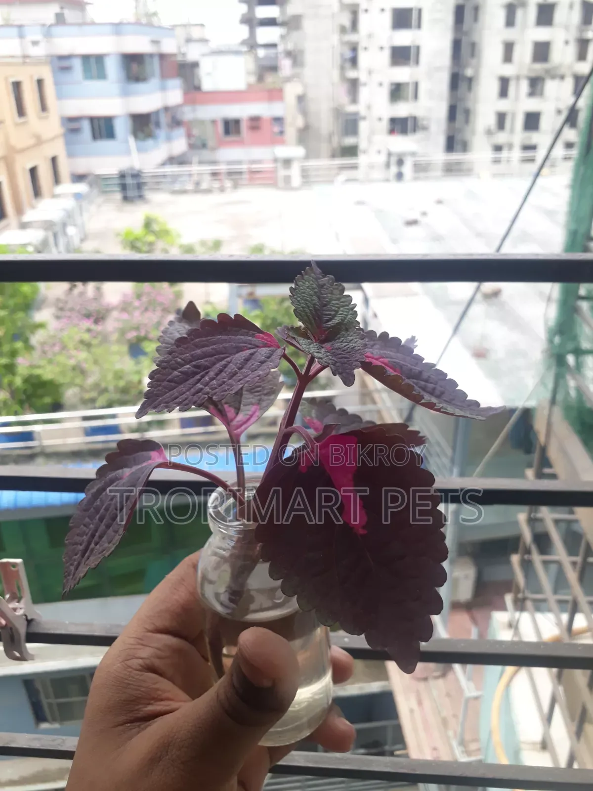 ইনডোর এবং আউটডোরের জন্য ১ পিস কোলিয়াস গাছ