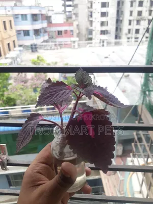ইনডোর এবং আউটডোরের জন্য ১ পিস কোলিয়াস গাছ